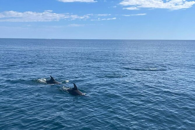 2-Hour Excursion in Search of Dolphins/ Includes Drink and Snacks - What happens when dolphins do not appear