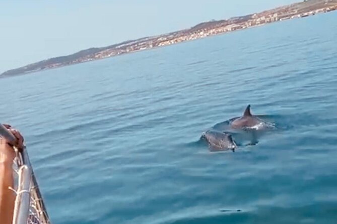 2-Hour Excursion in Search of Dolphins/ Includes Drink and Snacks - Family trips, couples, and small groups