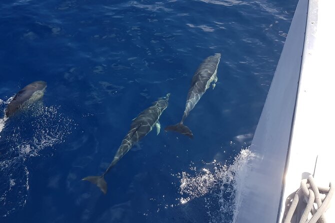 2hrs Dolphins Sunset Sailing Cruise With Drink - Leaving Puerto del Carmen as evening begins