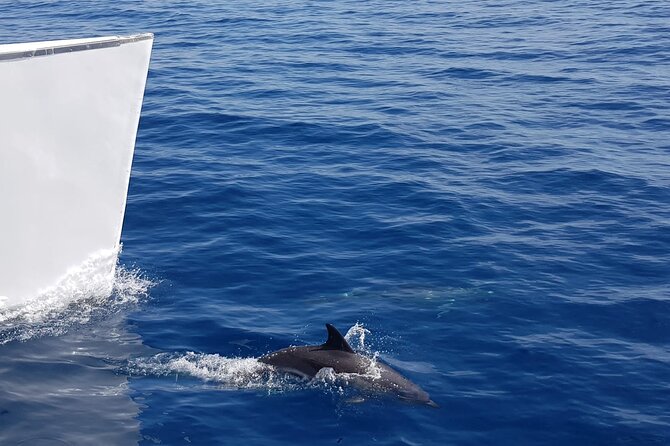 2hrs Dolphins Sunset Sailing Cruise With Drink - Dolphins, whales, and the honest odds