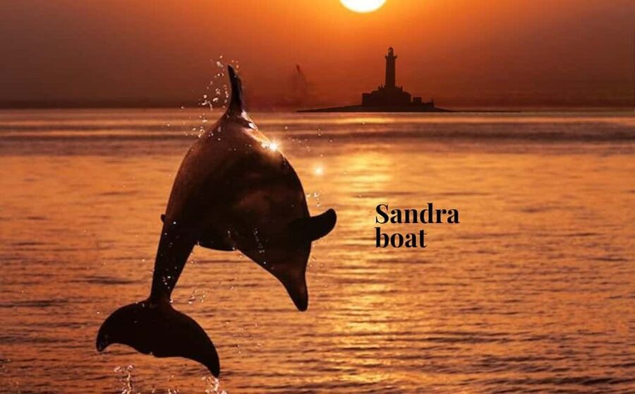 3hours Dolphin Sunset watching with unlimited drinks +dinner - From Medulin harbour to open water