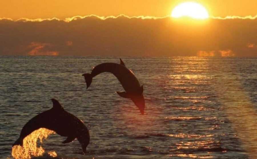 3hours Dolphin Sunset watching with unlimited drinks +dinner - Looking for dolphins in the Adriatic