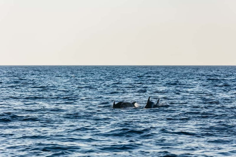 3hours Dolphin Sunset watching with unlimited drinks +dinner - Porer lighthouse at the edge of the route
