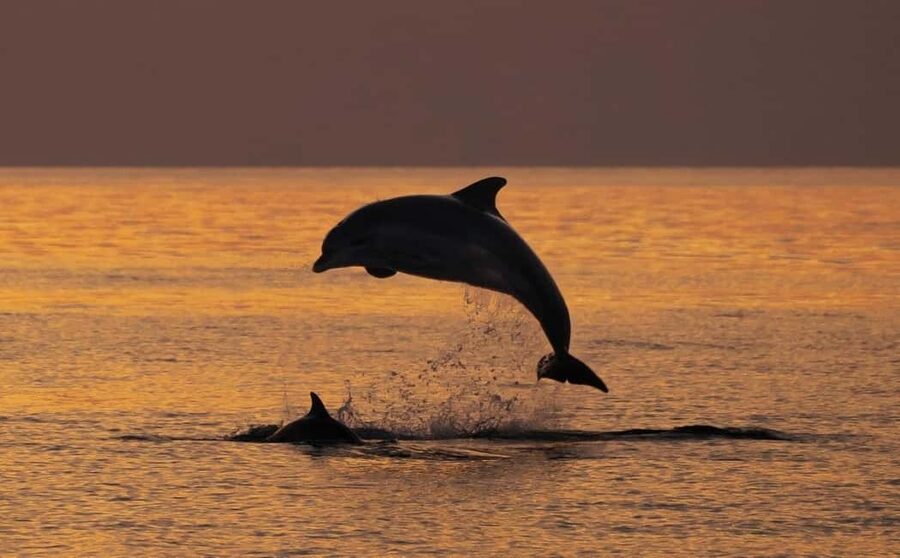 3hours Dolphin Sunset watching with unlimited drinks +dinner - Cruising around Cape Kamenjak