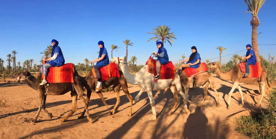 Agadir/Taghazout: Camel Ride with Tea Drink and Transfers - What the two-hour outing is likely to include