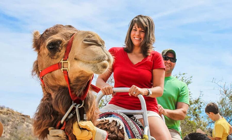 Agadir/Taghazout: Camel Rides with Tea Drink and Transfers - Key points to know before you book