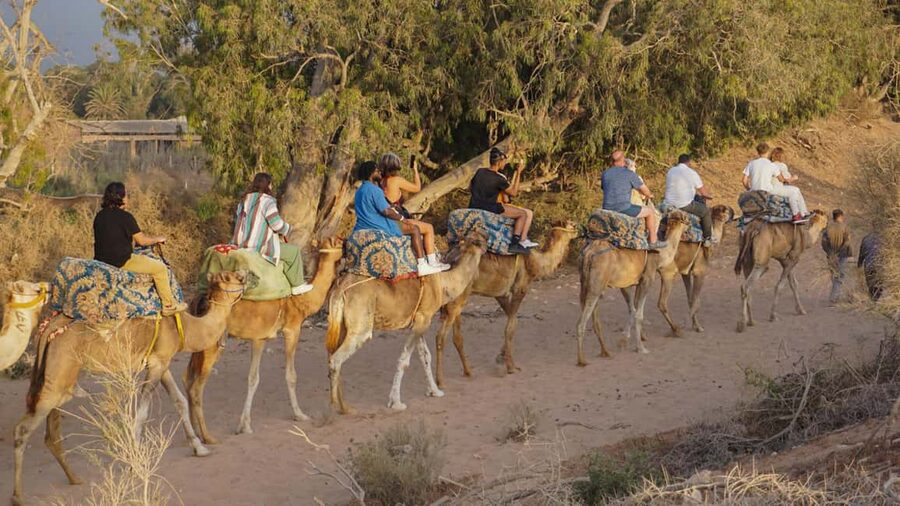 Agadir/Taghazout: Camel Rides with Tea Drink and Transfers - Guides, communication, and the human side