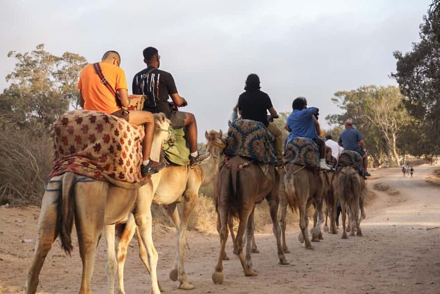 Agadir/Taghazout: Camel Rides with Tea Drink and Transfers - Meeting the camels and getting settled