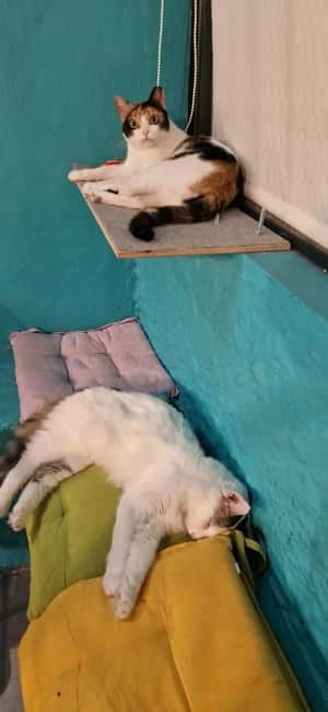 Athens: Cat Cafe Visit with Drink and Sweet - Why Cat Café Athens is more than a coffee stop