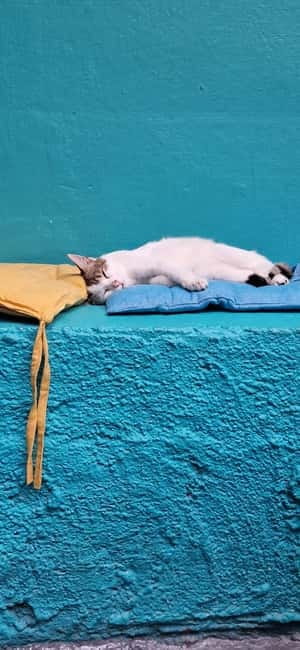 Athens: Cat Cafe Visit with Drink and Sweet - Your 90 minutes with the cats