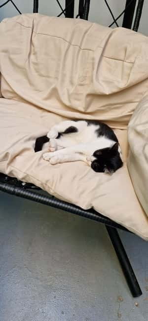 Athens: Cat Cafe Visit with Drink and Sweet - The calm atmosphere and outdoor space