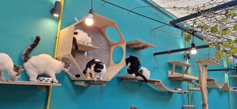 Athens: Cat Cafe Visit with Drink and Sweet - The people behind the adoption mission