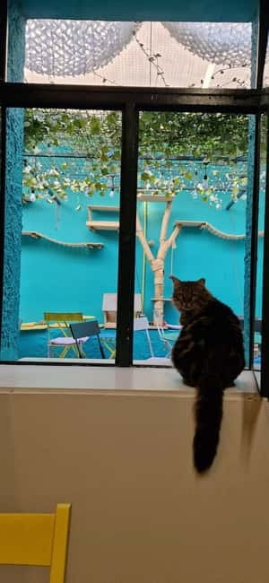 Athens: Cat Cafe Visit with Drink and Sweet - What can go wrong, and how to avoid it