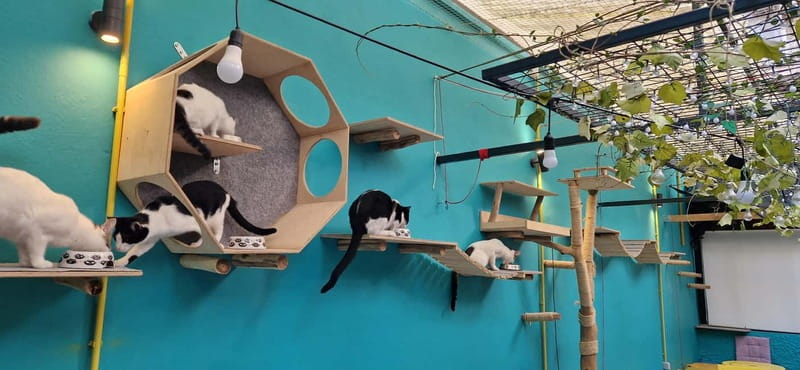 Athens: Cat Cafe Visit with Drink and Sweet - Who will enjoy this Athens experience most