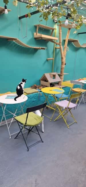 Athens: Cat Cafe Visit with Drink and Sweet - How Cat Café Athens fits into your day