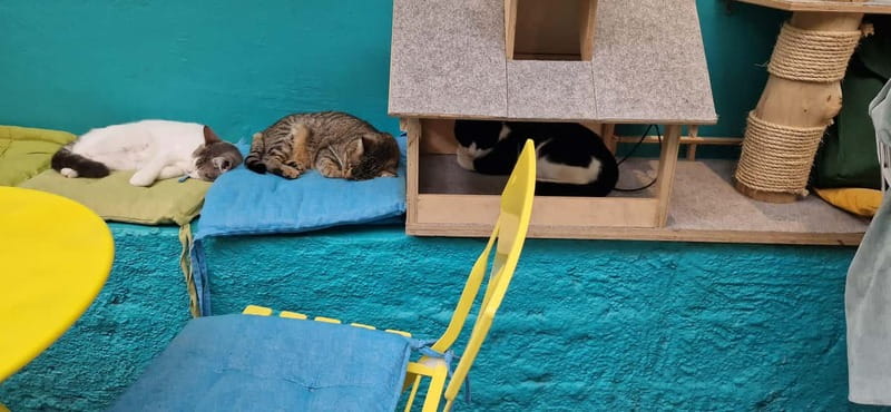 Athens: Cat Cafe Visit with Drink and Sweet - Should you book Cat Café Athens?