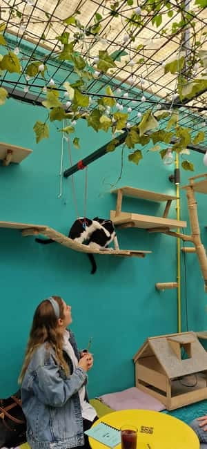 Athens: Cat Cafe Visit with Drink and Sweet - The drink and sweet included in the $17 price