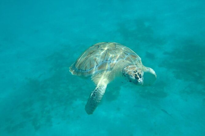 Barbados Catamaran Snorkel Cruise with Open Bar - Who should book this cruise