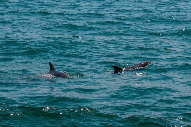Boat Tour Snorkeling Tour with Guide, Drinks and Fruit - Why this short Cabo boat tour works