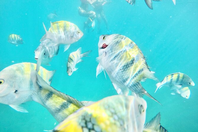 Cabo Blue Snorkeling Cruise, Open Bar and Lunch in Cabo San Lucas - A short Cabo cruise with a full afternoon of scenery