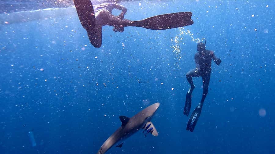 Cabo San Lucas: Snorkel with Sharks w/Drinks & Snacks - Key points to know before you book