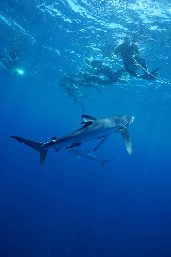 Cabo San Lucas: Snorkel with Sharks w/Drinks & Snacks - What the Cabo shark trip is really like