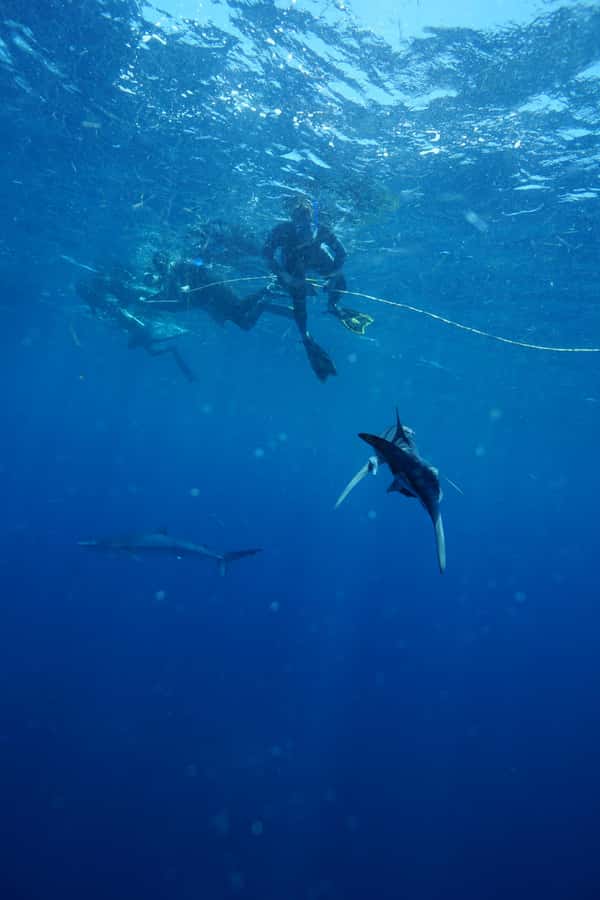 Cabo San Lucas: Snorkel with Sharks w/Drinks & Snacks - The speedboat ride into open water