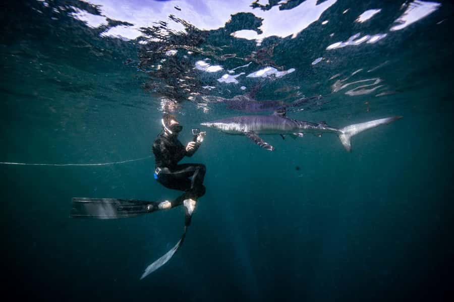 Cabo San Lucas: Snorkel with Sharks w/Drinks & Snacks - Meeting the crew at Pier C