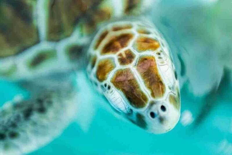Catamaran party Isla Mujeres with drinks & lunch - Practical tips for a smoother day