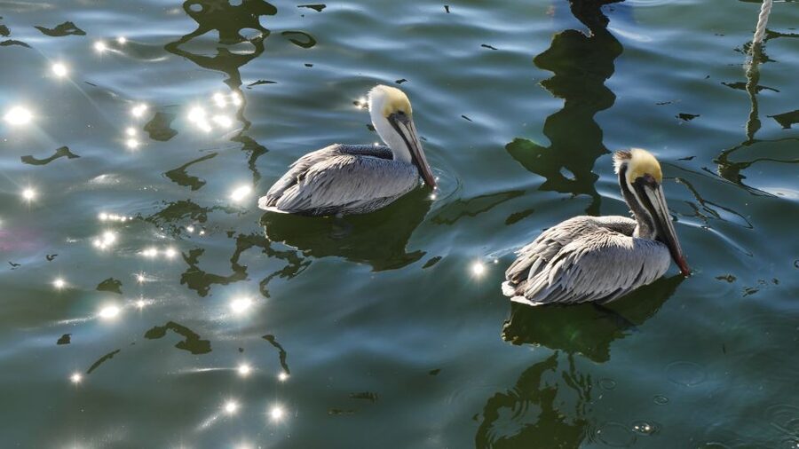 Charleston: Harbor Bar Pedal Boat Party Cruise - Who will enjoy it most