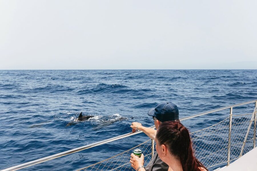 Costa Adeje: Whale Watching Catamaran Tour with Drinks - Why Tenerife’s pilot whales are the main attraction