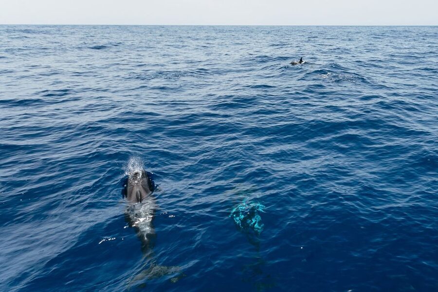 Costa Adeje: Whale Watching Catamaran Tour with Drinks - Watching whales without crowding them