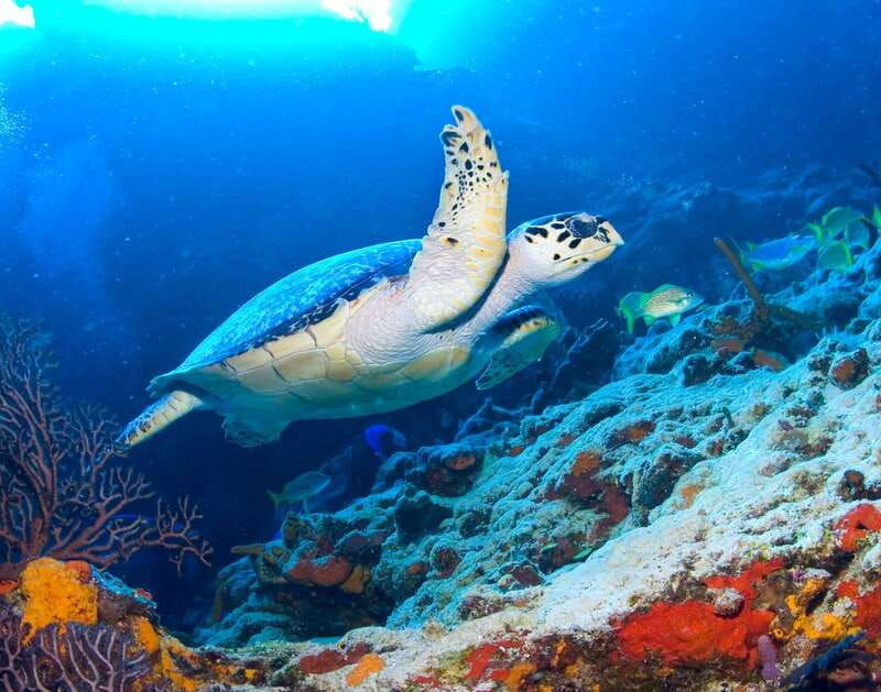 Cozumel: El Cielo & Palancar Snorkel with Open Bar & Ceviche - The boat and group size can change the feel