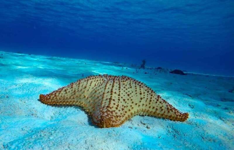 Cozumel: El Cielo & Palancar Snorkel with Open Bar & Ceviche - Sun, safety, and what to bring