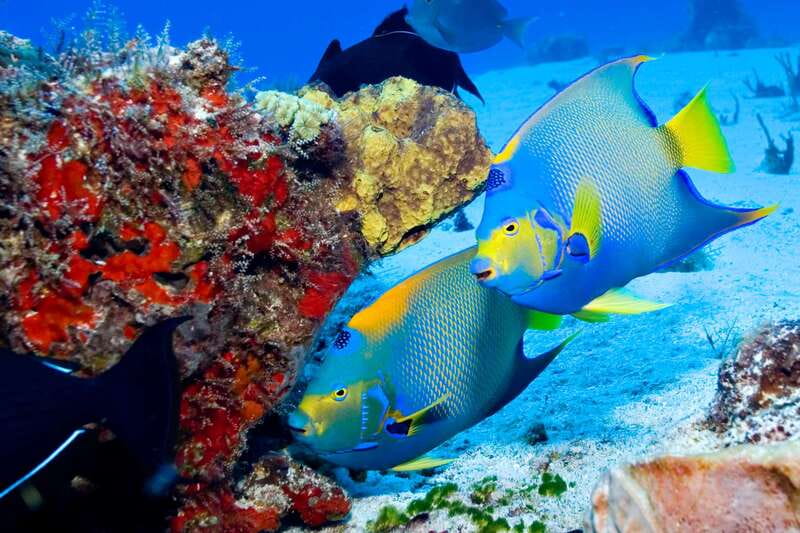 Cozumel: El Cielo & Palancar Snorkel with Open Bar & Ceviche - Who will enjoy this Cozumel outing most