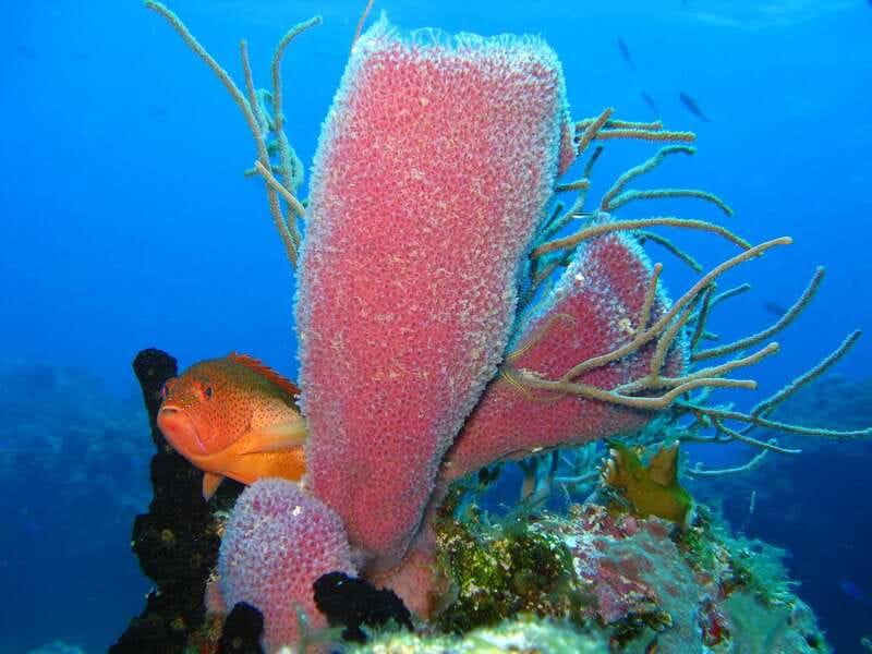 Cozumel: El Cielo & Palancar Snorkel with Open Bar & Ceviche - Should you book it?