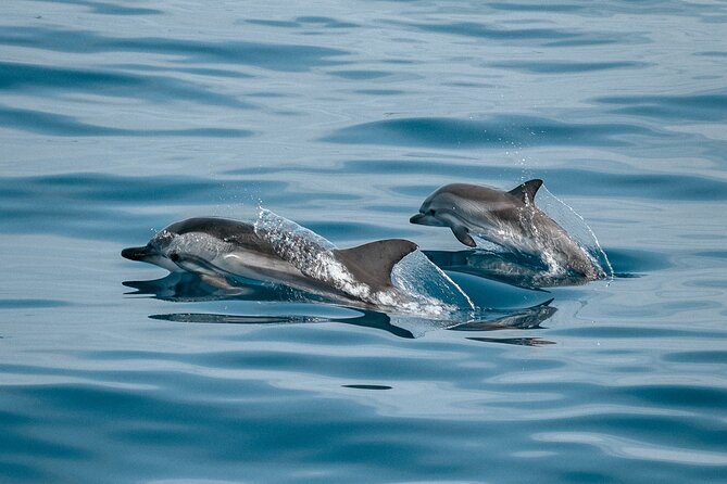 Dolphin Adventure in Sotogrande with Drink Included - Key points to know before you book
