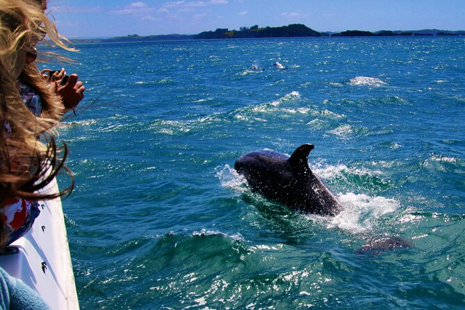 Dolphin Adventure in Sotogrande with Drink Included - What this Sotogrande dolphin trip is really about