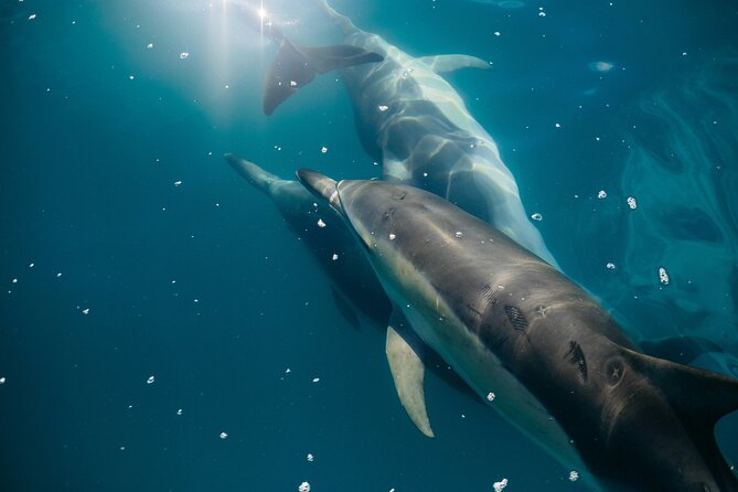 Dolphin Adventure in Sotogrande with Drink Included - La Alcaidesa and La Línea with Gibraltar ahead