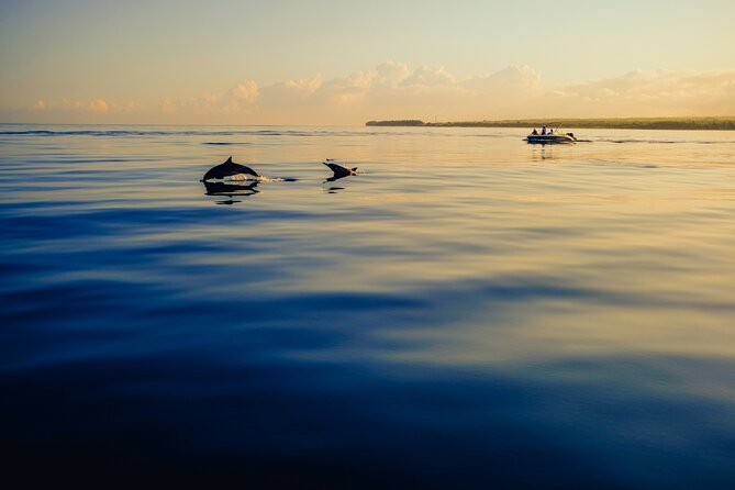 Dolphin Adventure in Sotogrande with Drink Included - Punta Chullera and the golden rocks of Playa de la Chullera