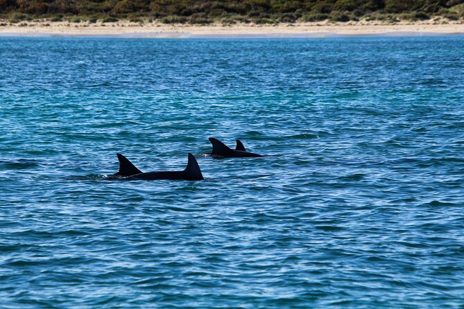 Dolphin Adventure in Sotogrande with Drink Included - The Gibraltar view from Punta Mala