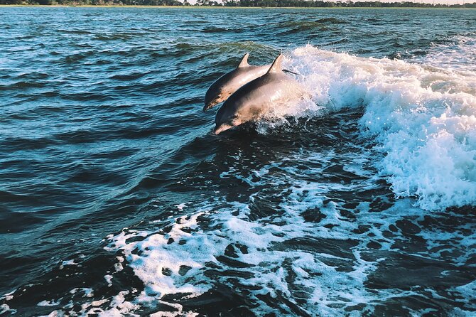Dolphin Adventure in Sotogrande with Drink Included - What wildlife might appear