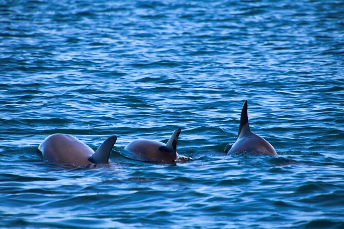 Dolphin Adventure in Sotogrande with Drink Included - Price, group size, and what you receive