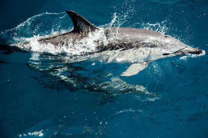 Dolphin Adventure in Sotogrande with Drink Included - Leaving Sotogrande through its marina and canals