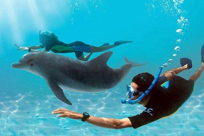Dolphin House By Private Speed Boat & Drinks & Transfer-Hurghada - Key points at a glance