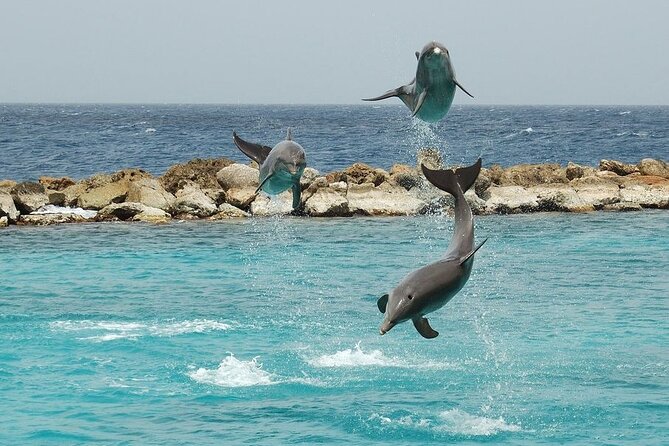 Dolphin House By Private Speed Boat & Drinks & Transfer-Hurghada - Snorkeling over Red Sea coral