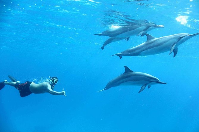 Dolphin House By Private Speed Boat & Drinks & Transfer-Hurghada - What the price of $50 really covers