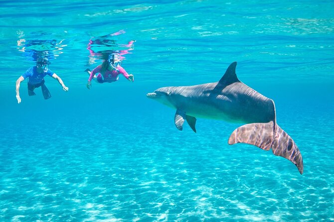 Dolphin House By Private Speed Boat & Drinks & Transfer-Hurghada - Who will get the most from this trip