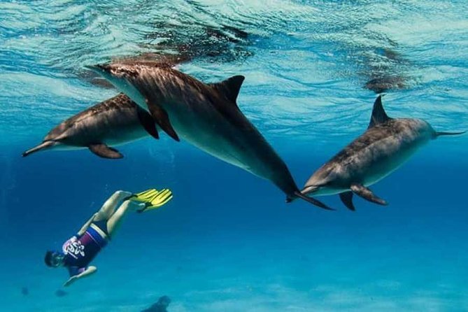 Dolphin House By Private Speed Boat & Drinks & Transfer-Hurghada - Booking, cancellation, and useful preparation