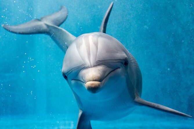 Dolphin House By Private Speed Boat & Drinks & Transfer-Hurghada - Dolphin House and the search for dolphins